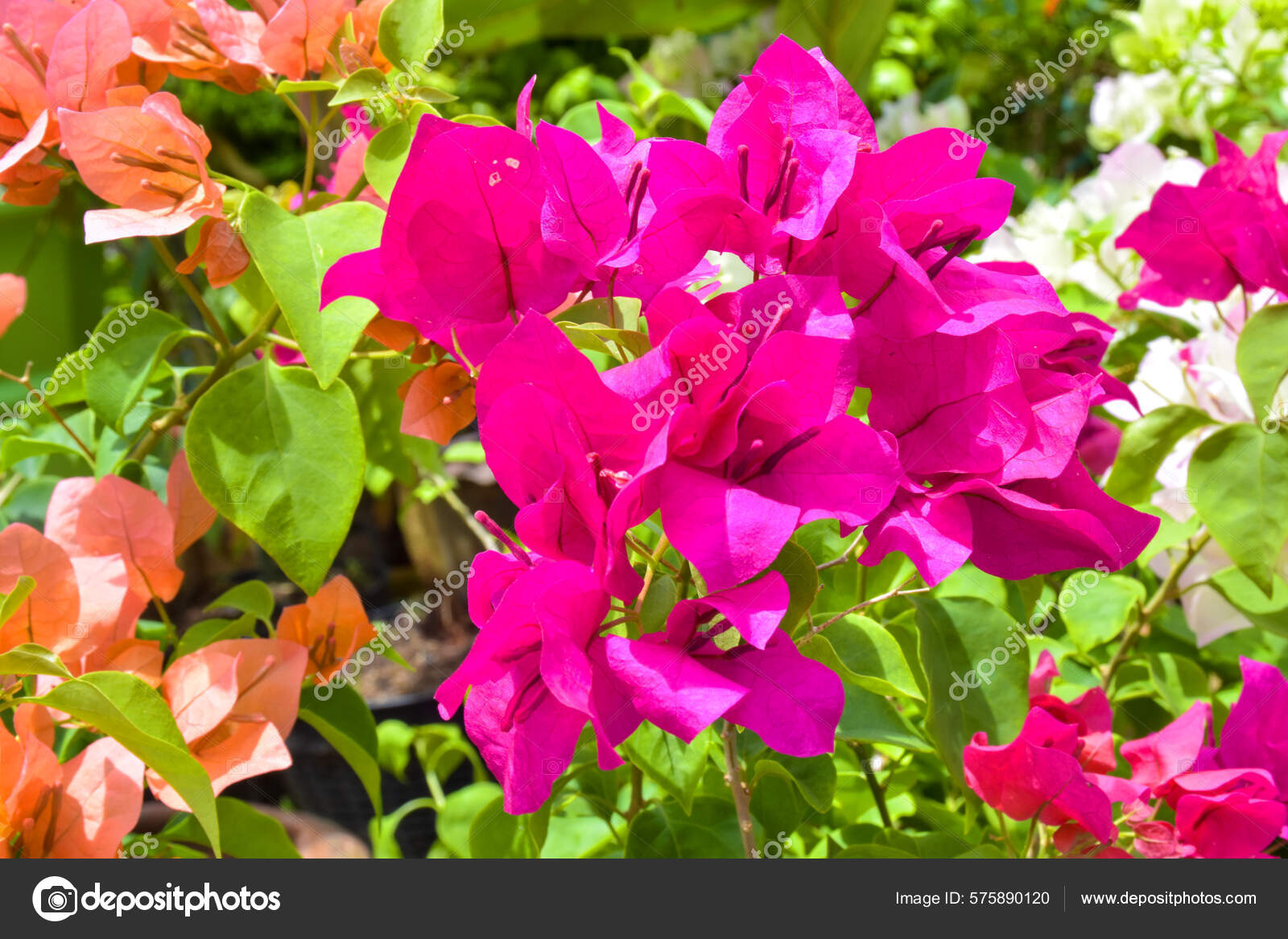 Buganvillas de color rosa y dejar fotos de stock, imágenes de Buganvillas  de color rosa y dejar sin royalties | Depositphotos