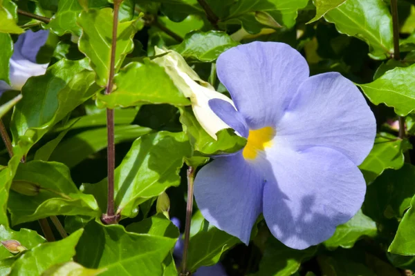 Allamanda Cathartica Flores Azules Que Florecen Jardín Parque Tailandia —  Fotos de Stock