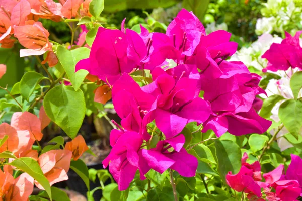 Bougainvillea Laranja Rosa Florescendo Parque Tailandês — Fotografia de Stock