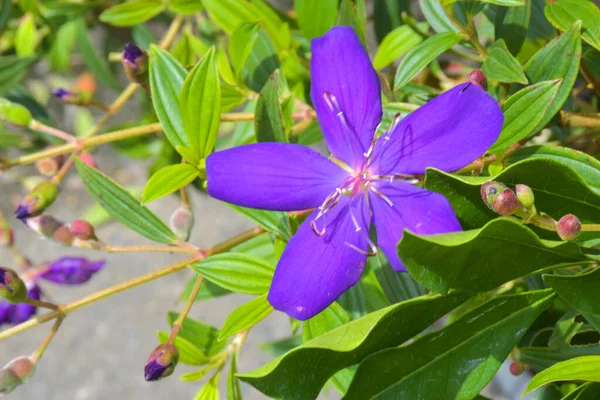 Flor Azul Brillante Floración Jardín Belleza Naturaleza — Foto de Stock