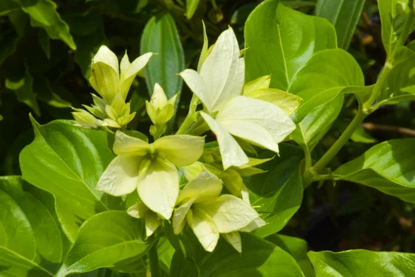 Güney Tayland 'da çiçek açan Vallaris glabra çiçekleri
