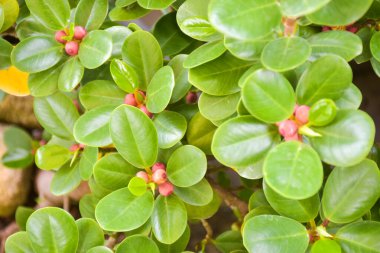  Pembe meyve ağaçları Tayland 'ın güneyindeki halka açık bir parkta meyve verir..