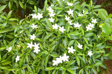 Tayland 'ın güneyindeki bir parkta küçük beyaz yasemin çiçekleri açar.