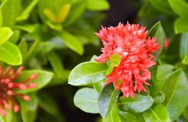 Turuncu kırmızı iğne çiçekleri Tayland 'ın güneyindeki bir halk parkında güzel bir şekilde çiçek açar.