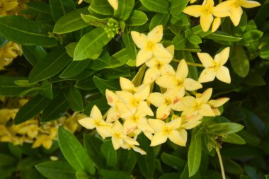 Sarı iğne çiçekleri Tayland 'ın güneyindeki bir parkta parlak renkler açar.