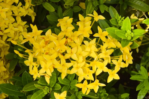 Sarı iğne çiçekleri Tayland 'ın güneyindeki bir parkta parlak renkler açar.