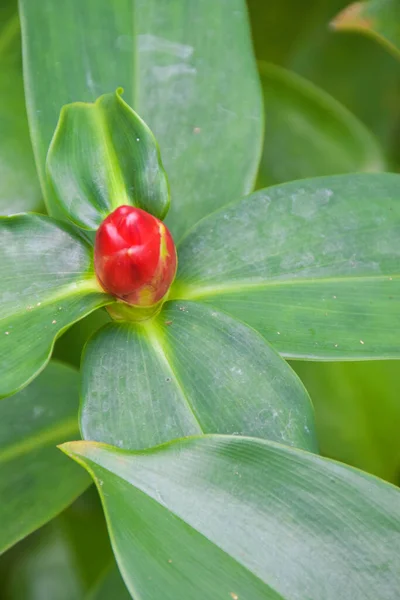 Zingiberaceae Kwiaty Blooming Piękna Przyroda Ogrodzie — Zdjęcie stockowe