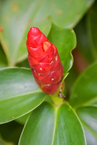 GARDEN 'DA ZİNGİBİ ÇİÇEK ÇİÇEKLERİ GÖREVİYOR