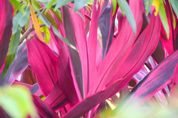 Tayland halk parkında güzel pembe yapraklar