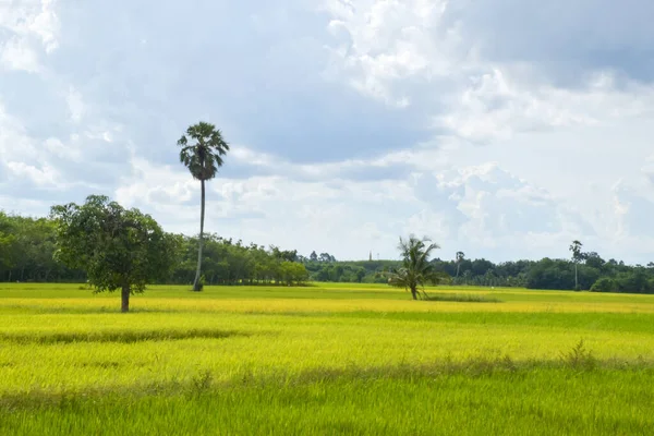 Kokos Palmbomen Gouden Rijstvelden Prachtig Het Thaise Platteland — Stockfoto