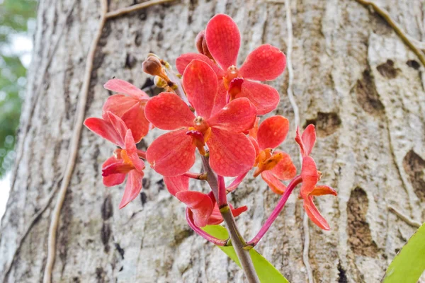 Różowa Orchidea Kwitnąca Dużym Tle Drzewa — Zdjęcie stockowe