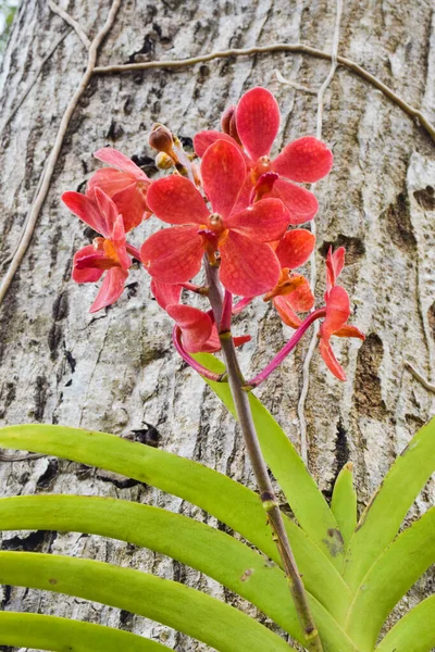 Orchidée Rose Fleurissant Sur Grand Fond Arbre — Photo