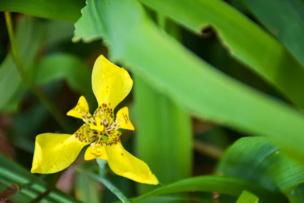 Μικρές Κίτρινες Ορχιδέες Ανθίζουν Στον Κήπο Και Απαλή Θολούρα — Φωτογραφία Αρχείου