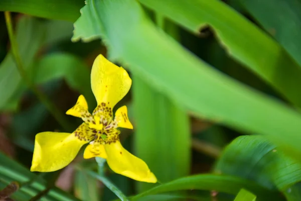 Petites Orchidées Jaunes Fleurissant Dans Jardin Flou Doux — Photo