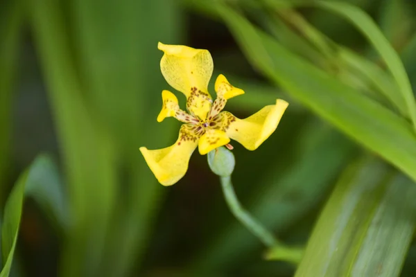 Petites Orchidées Jaunes Fleurissant Dans Jardin Flou Doux — Photo