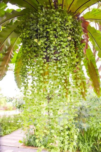 Bird's nest fern and hanging plants in the garden for home decoration in Thailand