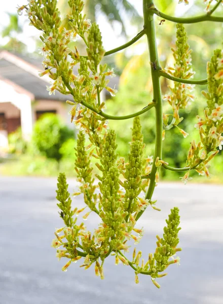 Dracaena loureiri Gagnep çiçek açıyor, ağaçlardan sarkan su damlaları