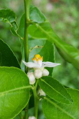 Tayland 'ın sabah bahçesinde kireç çiçekleri açar.