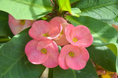 Kırmızı kaktüs tohumu çiçek açıyor ve yapraklarda su damlaları var.