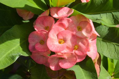 Kırmızı kaktüs tohumu çiçek açıyor ve yapraklarda su damlaları var.