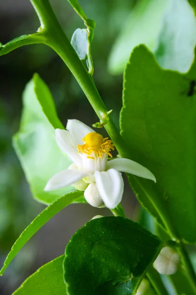 Lime Blossoms Bloom Morning Garden Thailand — Stock Photo, Image