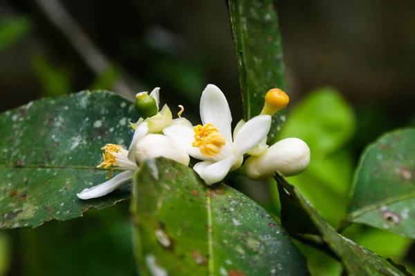 Lindenblüten Blühen Morgengarten Thailands — Stockfoto