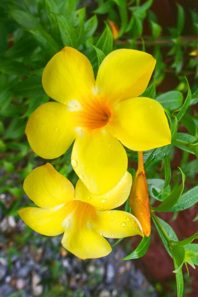 Allamanda Cathartica Pétalos Amarillos Hermosos Parque Público Tailandés — Foto de Stock