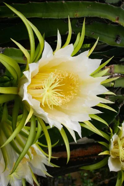 Dragon Fruit Blossoms Bloom Farm Southern Thailand — Stock Photo, Image