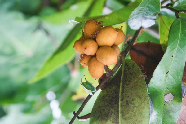 Ellipeiopsis Cherrevensis Wild Fruit Geplant Voor Huisdecoratie Thailand — Stockfoto