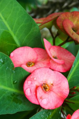 Pembe kaktüs kırmızı bir tencerede çiçek açıyor.