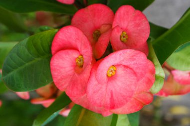 Pembe kaktüs kırmızı bir tencerede çiçek açıyor.