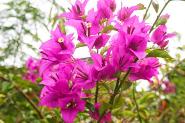  Pembe bougainvillea çiçekleri ve bahçede güzel yapraklar.