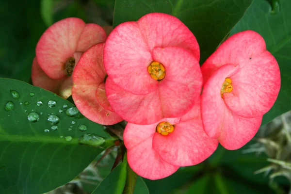 Pink Cactus Red Blooming Pot — Stock Photo, Image