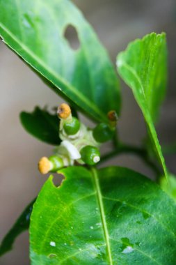 Tayland bahçesinde beyaz limon çiçekleri açıyor. Ve kurutulmuş su.
