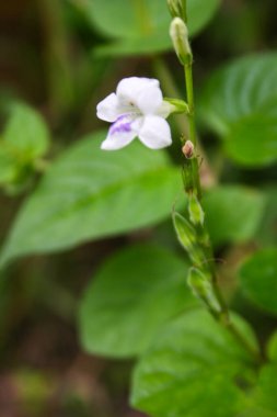  Yol kenarında mor çiçekler, yol kenarında çimenler ve yumuşak bulanıklık.