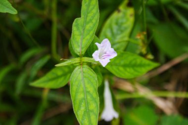  Yol kenarında mor çiçekler, yol kenarında çimenler ve yumuşak bulanıklık.