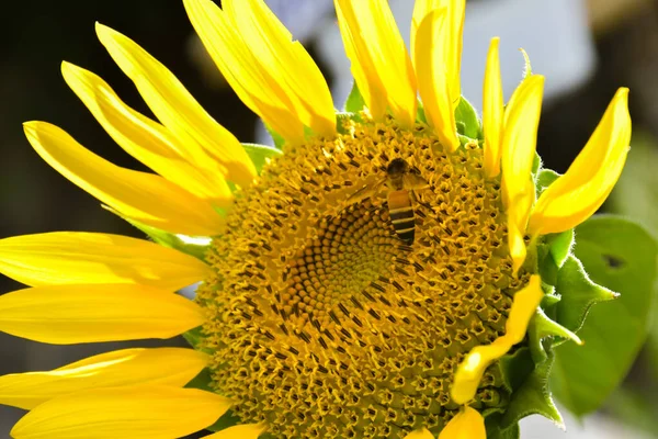 Güzel sarı ayçiçeği yaprakları tam çiçeklenme ve arılar ve güneş ışığı