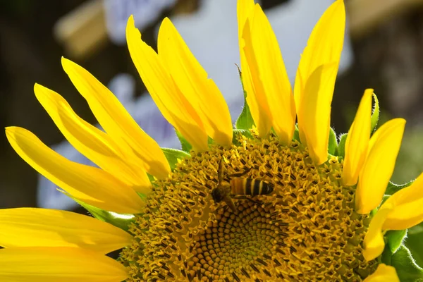 Güzel sarı ayçiçeği yaprakları tam çiçeklenme ve arılar ve güneş ışığı