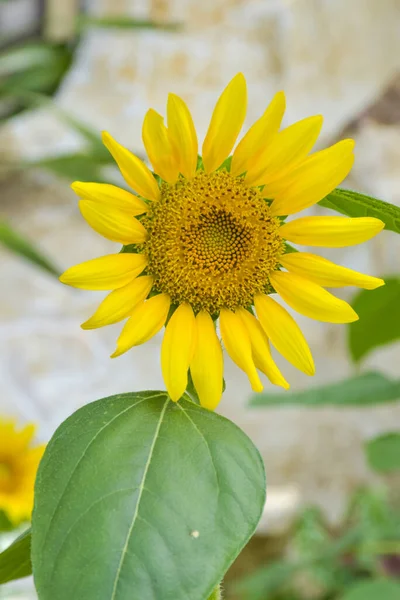 Ayçiçeği sarısı çiçek açan çözelti bulanıklığı ve kurak su Tayland bahçesinde