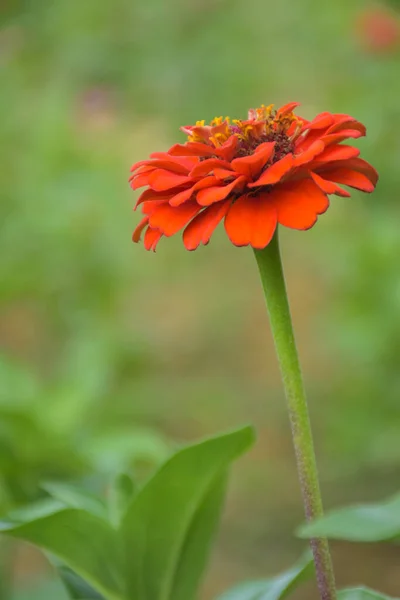 Orangene Zinnien Blühen Voller Blüte Und Schöne Blütenblätter Einer Thailändischen — Stockfoto