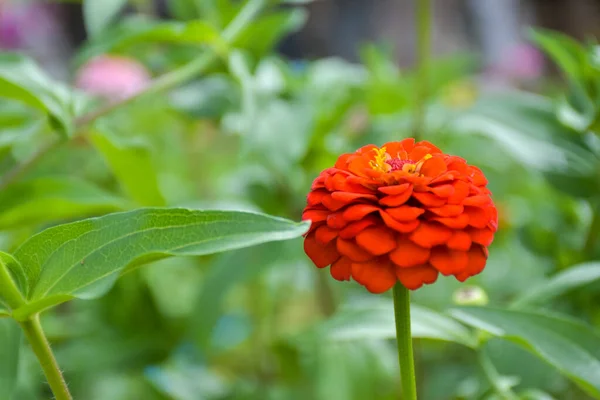 Turuncu kırmızı zinyalar tamamen çiçek açmış ve güzel taç yaprakları Tayland bahçesinde yumuşacık.