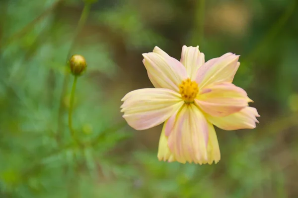 Yumuşak sarı papatyalar açarlar ve Tayland bahçesinde güzel taç yaprakları
