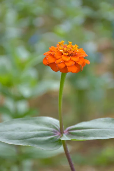 Turuncu zinya çiçekleri ve güzel çiçek yaprakları Tayland bahçesinde yumuşak bulanıklık