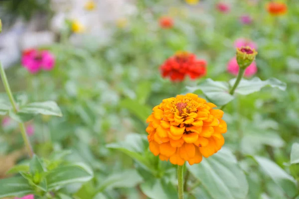  Renkli tarla zinnia çiçekleri ve güzel çiçek açan taç yaprakları Tayland bahçesinde yumuşak bulanıklık