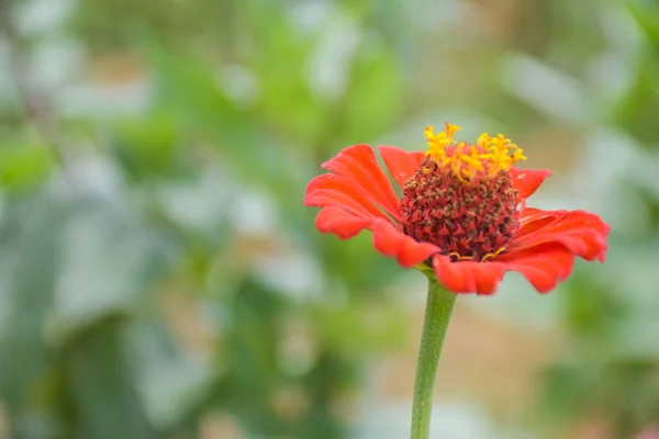 Turuncu zinya çiçekleri ve güzel çiçek yaprakları Tayland bahçesinde yumuşak bulanıklık