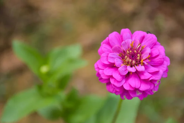 Pembe zinnia çiçekleri ve güzel çiçek yaprakları Tayland bahçesinde yumuşak bulanıklık