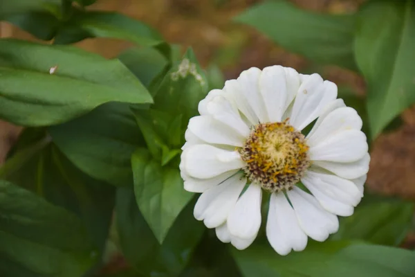  beyaz zinnia çiçekleri ve güzel çiçek yaprakları Tayland bahçesinde yumuşak bulanıklık