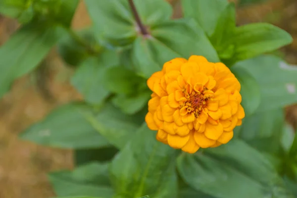 Жовті Квітки Цинії Гарні Пелюстки Цвітуть Садку Таїланду — стокове фото