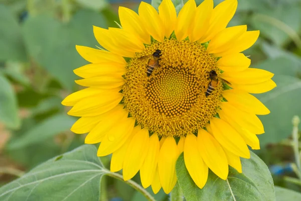 Sarı ayçiçekleri ve arılar Tayland 'ın güneyindeki bir turistik bölgede taç yapraklarını topluyor.