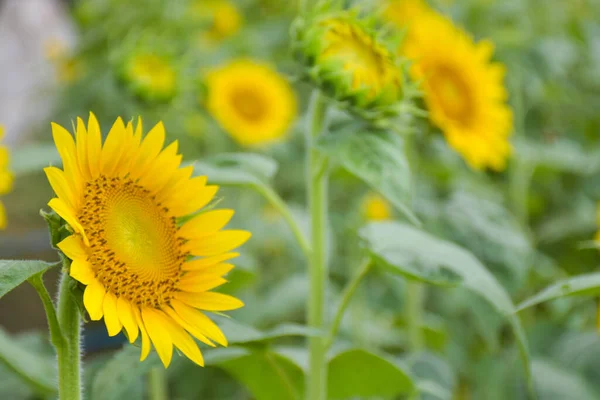 Yellow Sunflower Fields Full Bloom Tourist Attraction Southern Thailand — Stock Photo, Image